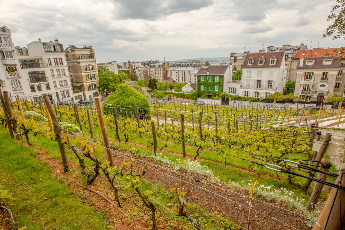 モンマルトルのブドウ収穫祭 - 美味しいヨーロッパ - Gastronomy